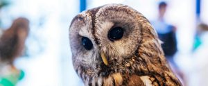 close-up of owl exotic animal cafe Tokyo Japan