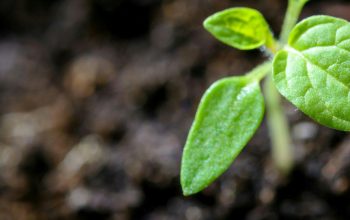 close-up of small green plant