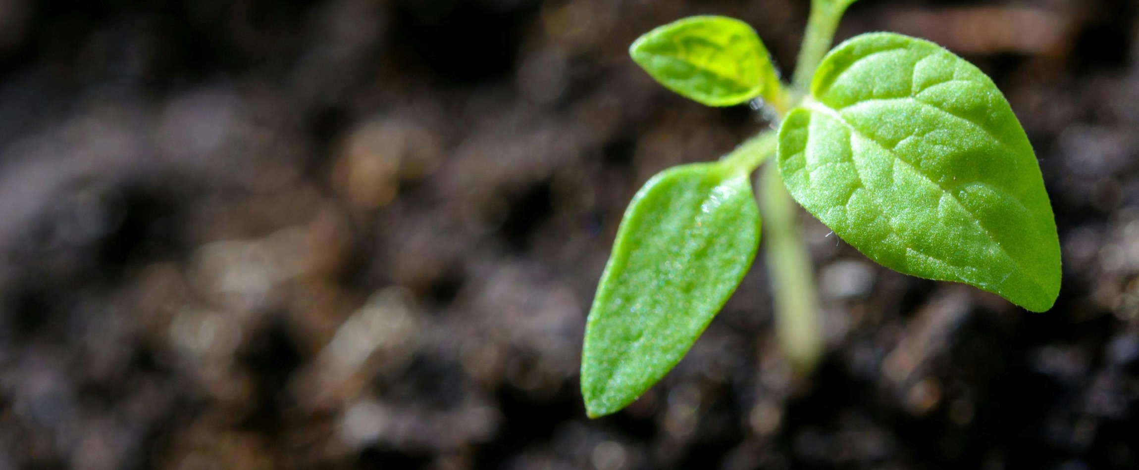 close-up of small green plant