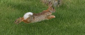 eastern cottontail rabbit in grass running away