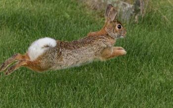 eastern cottontail rabbit in grass running away