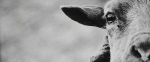 goat closeup shot
