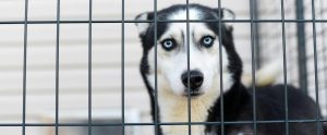 husky-type dog staring out from kennel bars
