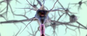 model of neuron