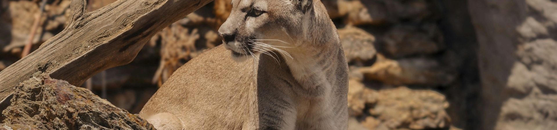 mountain lion staring off into distance against rocky background