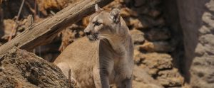 mountain lion staring off into distance against rocky background