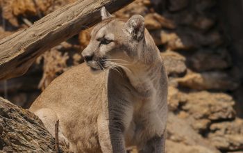 mountain lion staring off into distance against rocky background