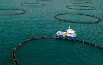 open-net pens fish farming Iceland