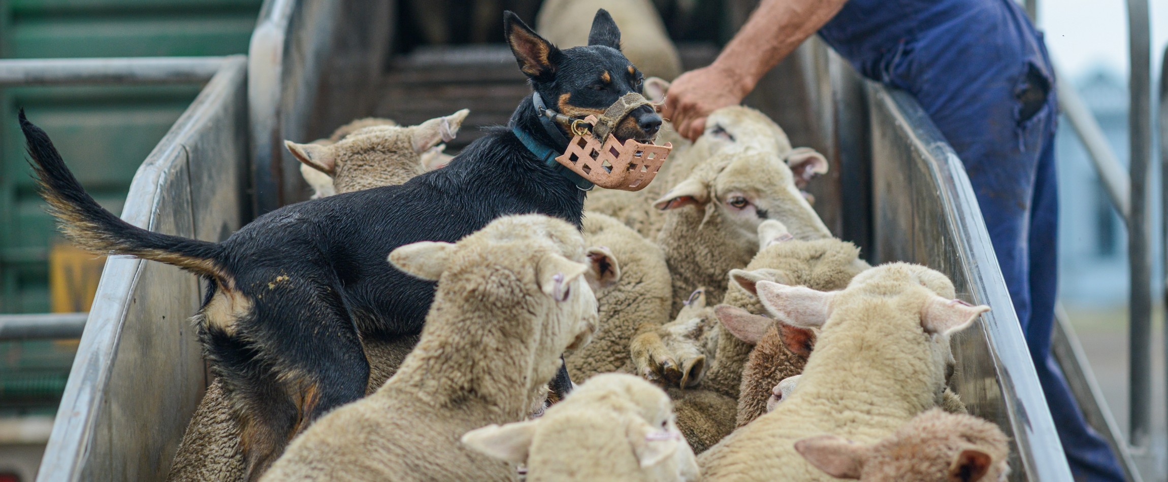 sheep being loaded onto transport truck with herding dog Ballarat Australia