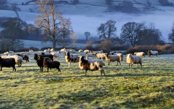 sheep in frosty field in early morning light England