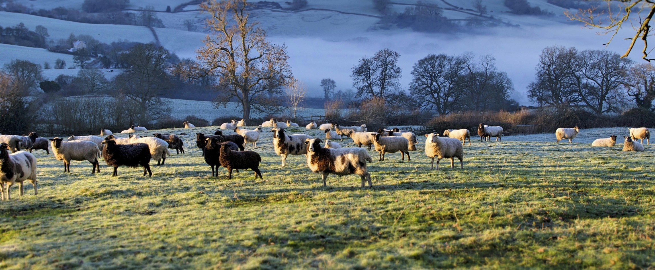 sheep in frosty field in early morning light England