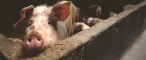 young pig in factory farm