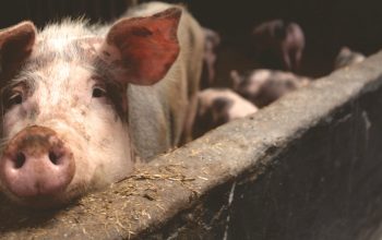 young pig in factory farm