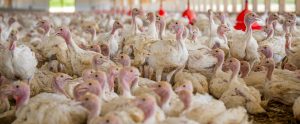 young white turkeys crowded together inside barn