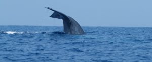 blue whale tail above water Sri Lanka