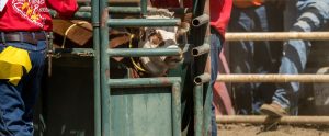 brown-and-white calf in chute before calf-roping event British Columbia Canada