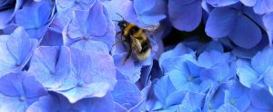 bumblebee on blue hydrangea