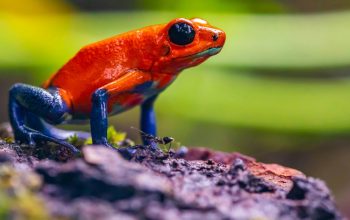 close-up of strawberry poison dart frog Costa Rica