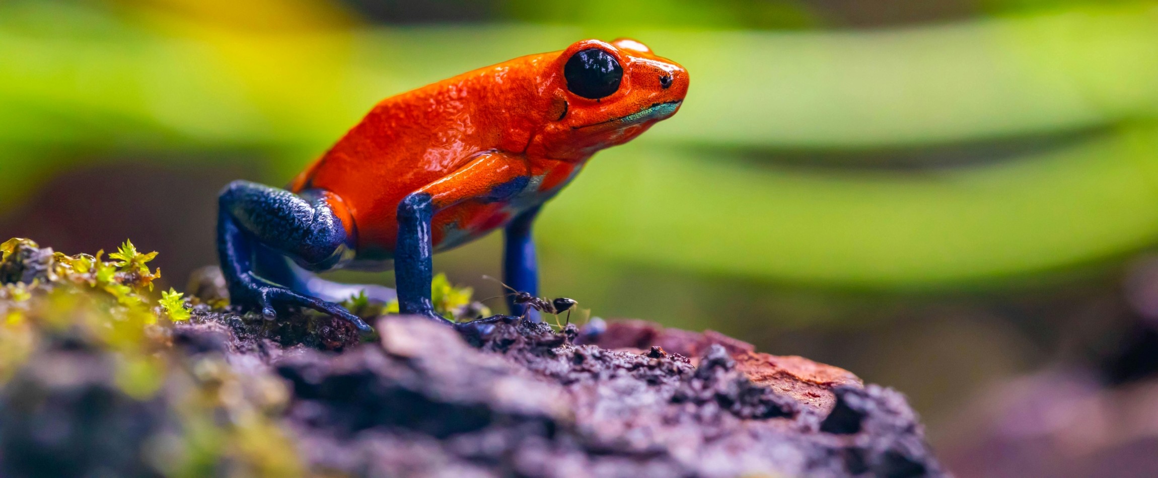 close-up of strawberry poison dart frog Costa Rica
