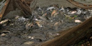 fish farm net with fish roiling