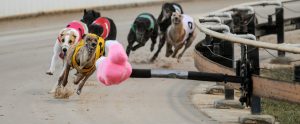 greyhounds chasing lure on racing track Australia