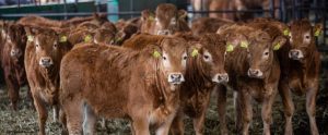 group of young brown cows staring at camera Poland