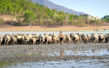 person herding cows through mud