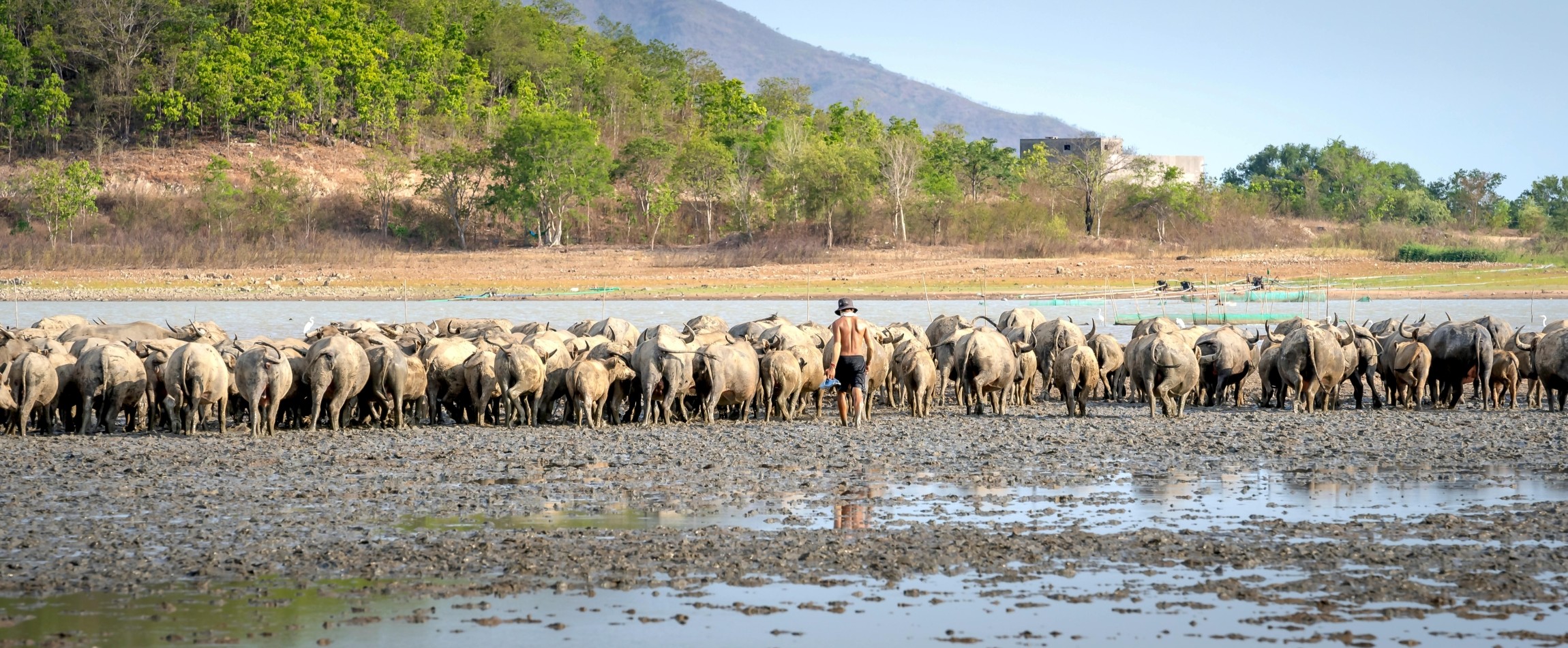 person herding cows through mud