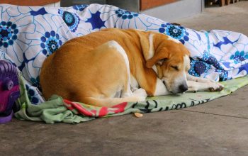 person sleeping under blanket on sidewalk with dog