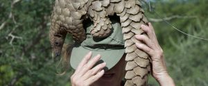 person with pangolin on head Namibia Africa