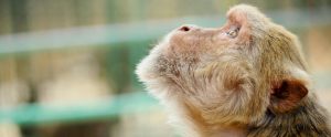 side view of rhesus macaque staring upwards