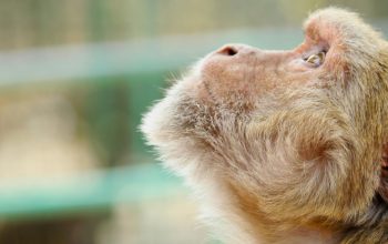 side view of rhesus macaque staring upwards