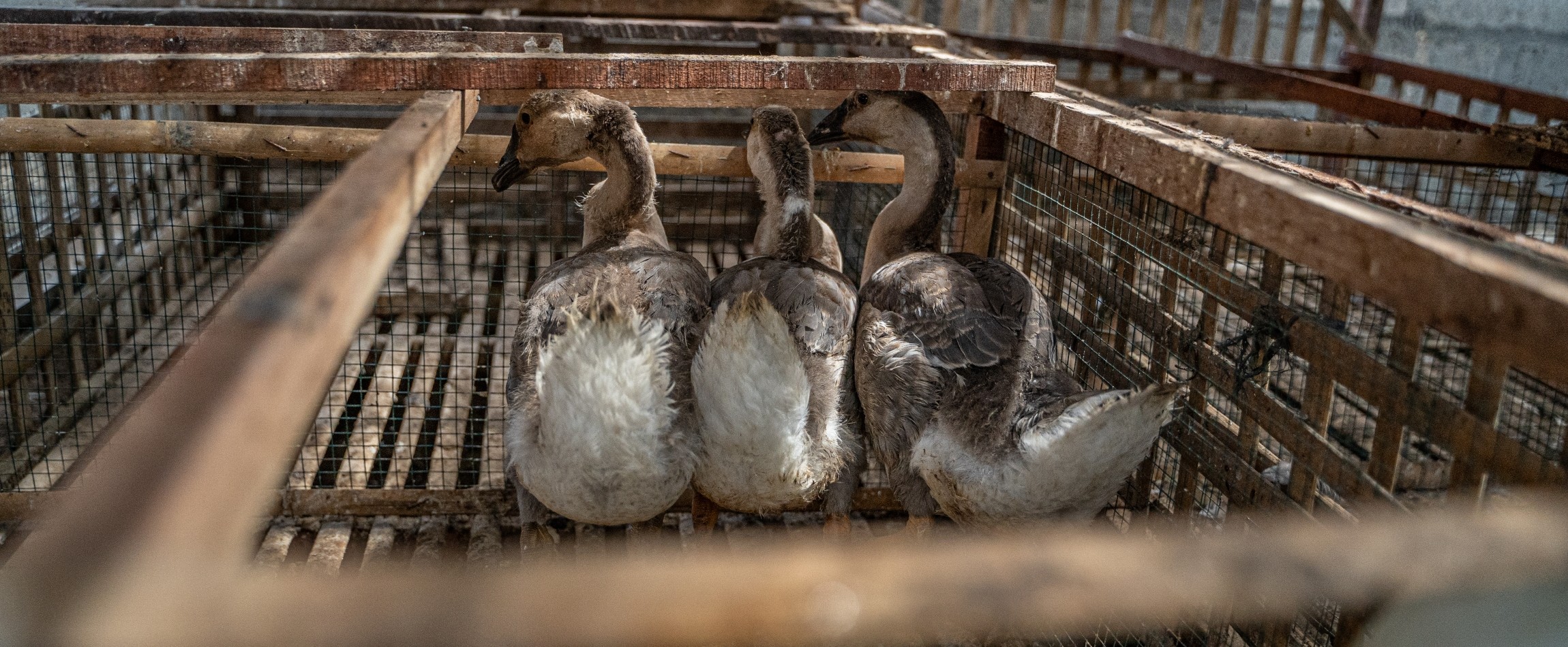 three ducks in bamboo pen egg farm Indonesia