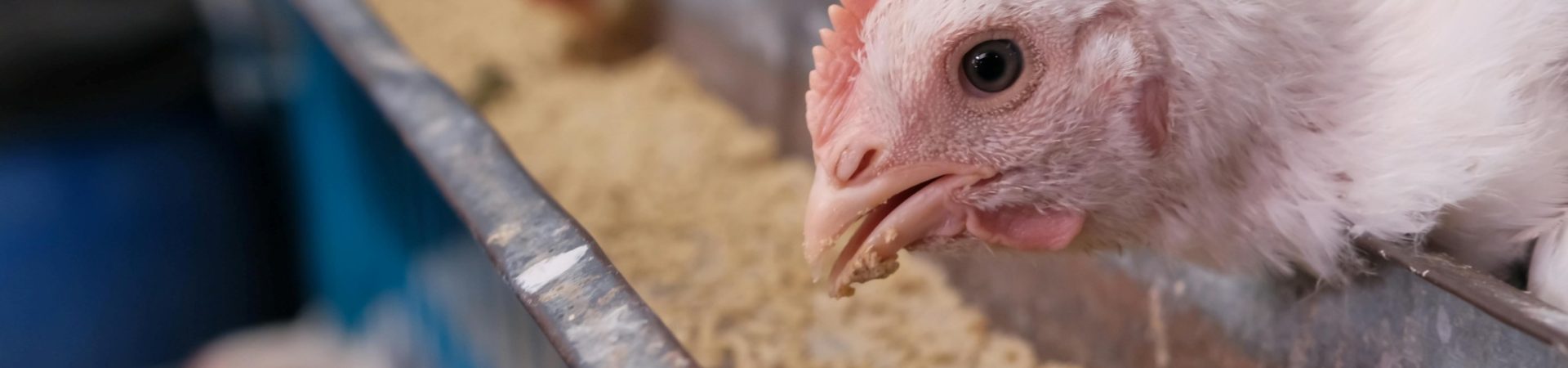 white chicken sticking head through cage bars to eat from feeder