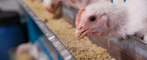 white chicken sticking head through cage bars to eat from feeder