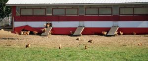 brown chickens outdoors next to barn free-range farm Pennsylvania United States
