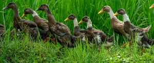 ducks walking in tall grass Bali Indonesia