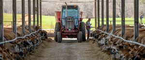 farmer standing next to tractor in barn while brown cows eat North Carolina United States