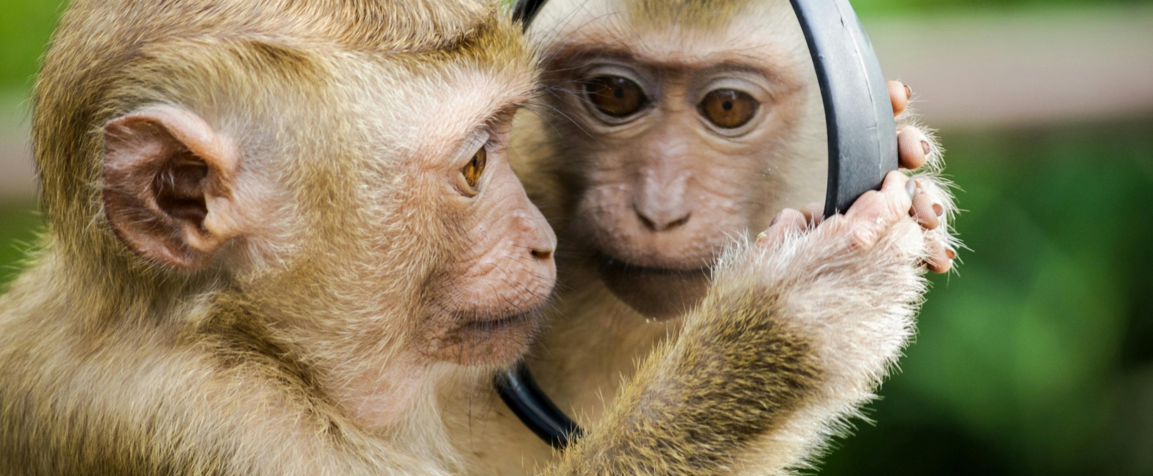 monkey staring at reflection in mirror