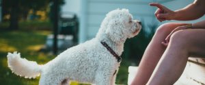 person pointing at small white dog