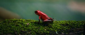 strawberry poison dart frog on mossy log Costa Rica