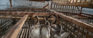 three brown ducks in bamboo pen egg farm Indonesia