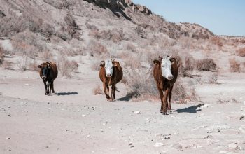 three cows in desert Uzbekistan