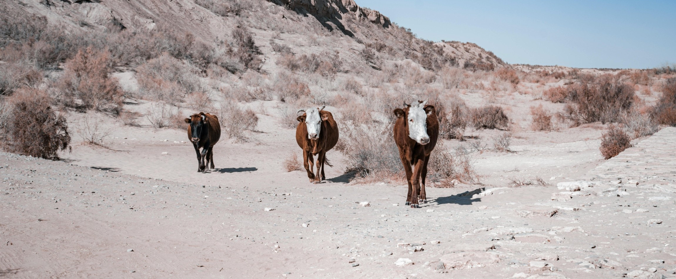 three cows in desert Uzbekistan