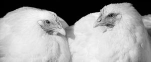 two white chickens side by side black and white