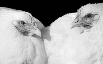 two white chickens side by side black and white