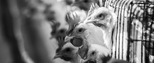 white chickens sticking heads out of bars of battery cage Haryana India black and white