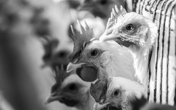 white chickens sticking heads out of bars of battery cage Haryana India black and white