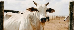 white cow staring at camera arid landscape