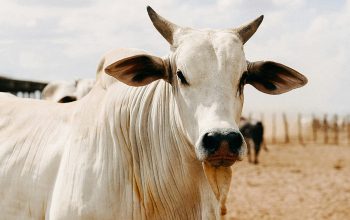 white cow staring at camera arid landscape